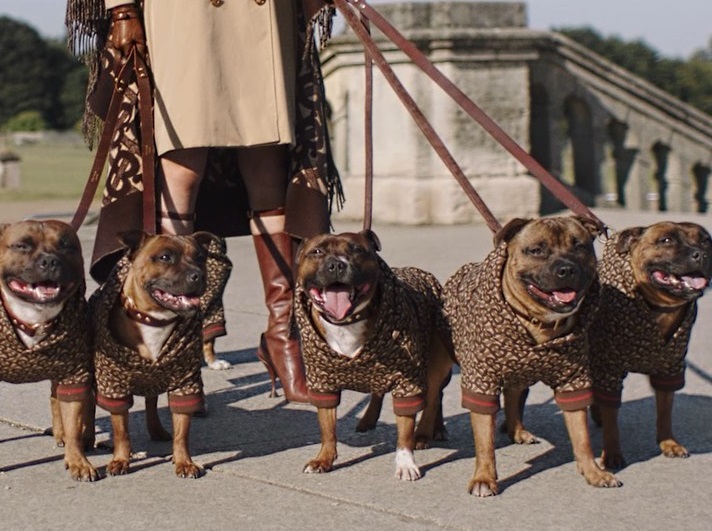 burberry dog hoodie