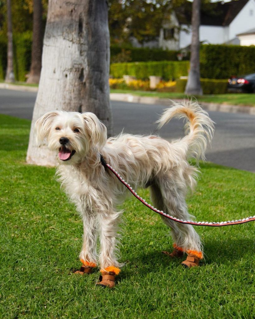 Uggs dog clearance