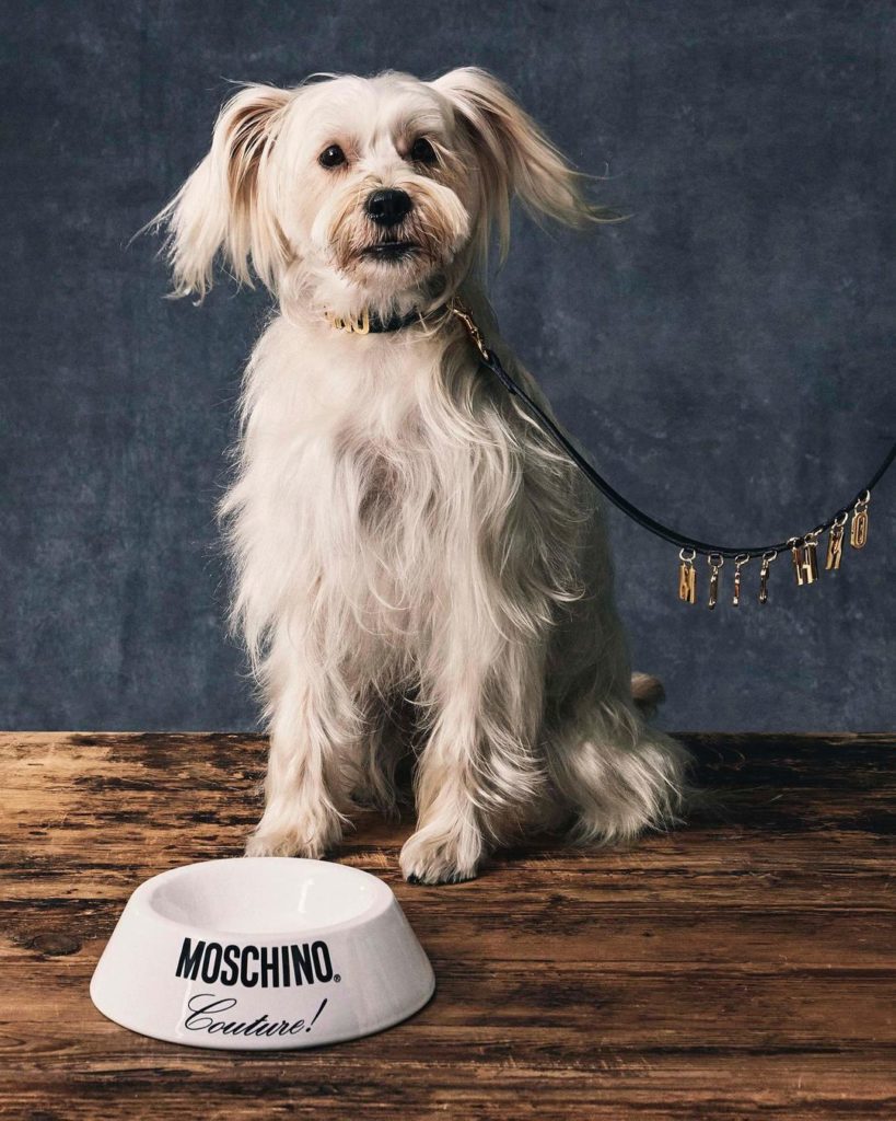 moschino dog collection fall 2021 3