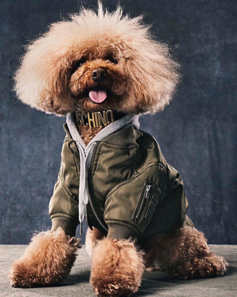 moschino dog collection fall 2021 8